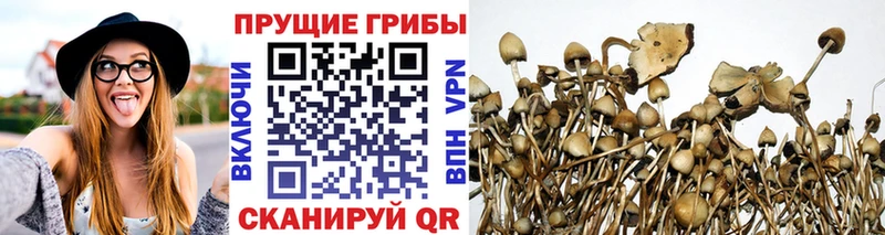 Псилоцибиновые грибы мицелий  где купить наркоту  Шали 